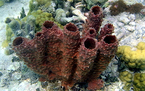 Branching Vase Sponge - Callyspongia aculeata