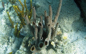 Branching Vase Sponge - Callyspongia aculeata