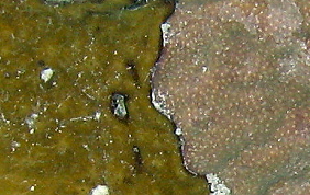 Coral Encrusting Sponge - Chondrilla caribensis f. hermatypica / Chondrilla nucula