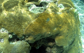 Coral Encrusting Sponge - Chondrilla caribensis f. hermatypica / Chondrilla nucula