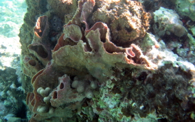 Elongated Vase Sponge - Callyspongia aculeata