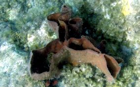 Elongated Vase Sponge - Callyspongia aculeata