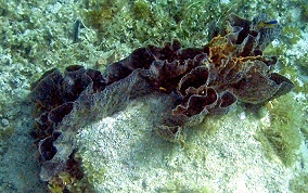 Elongated Vase Sponge - Callyspongia aculeata