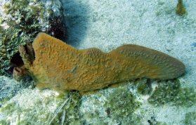 Elongated Vase Sponge - Callyspongia aculeata