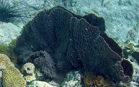 Elongated Vase Sponge - Callyspongia aculeata