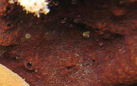 Encrusting Sponge