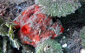 Volcano / Fire Sponge - Tedania klausi/ Tedania ignis 