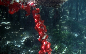 Volcano / Fire Sponge - Tedania klausi/ Tedania ignis 