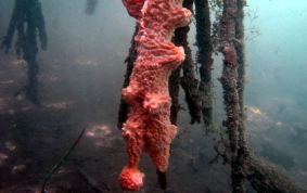 Volcano / Fire Sponge - Tedania klausi/ Tedania ignis 