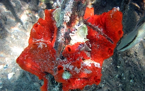 Volcano / Fire Sponge - Tedania klausi/ Tedania ignis 