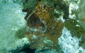 Giant Barrel Sponge - Xestospongia muta