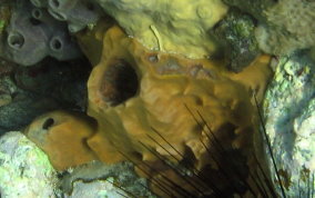 Giant Barrel Sponge - Xestospongia muta