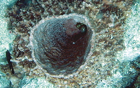 Giant Barrel Sponge - Xestospongia muta