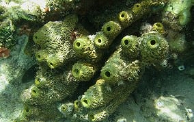 Branching Tube Sponge - Pseudoceratina crassa