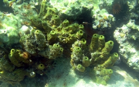 Branching Tube Sponge - Pseudoceratina crassa