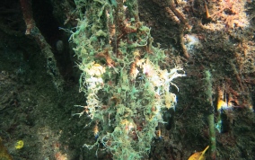 Haliclona manglaris