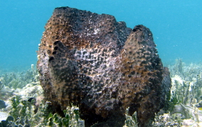 Sponge - Ircinia sp.