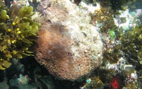 Sponge - Ircinia sp.