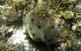 Sponge - Ircinia sp.