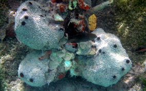 Sponge - Ircinia sp.