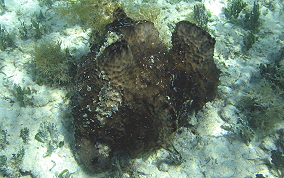 Sponge - Ircinia sp.