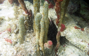 Lavender Rope Sponge - Niphates erecta 