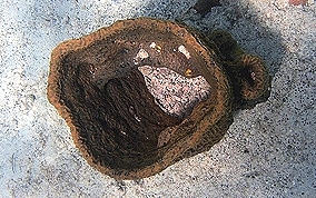 Netted Barrel Sponge - Verongula gigantea