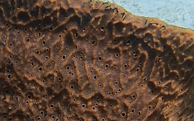 Netted Barrel Sponge - Verongula gigantea