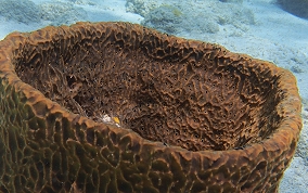 Netted Barrel Sponge - Verongula gigantea