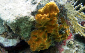 Octopus Sponge - Ectyoplasia ferox 