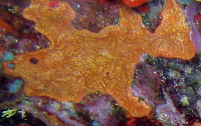 Orange Veined Encrusting Sponge