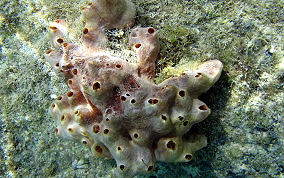 Lumpy Overgrowing Sponge - Holopsamma helwigi