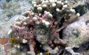 Lumpy Overgrowing Sponge - Holopsamma helwigi