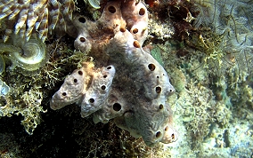 Lumpy Overgrowing Sponge - Holopsamma helwigi