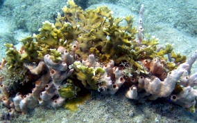 Lumpy Overgrowing Sponge - Holopsamma helwigi