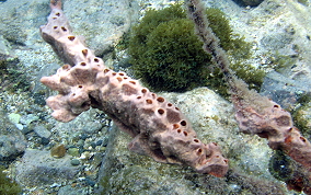 Lumpy Overgrowing Sponge - Holopsamma helwigi