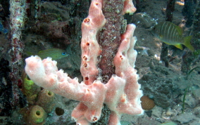 Lumpy Overgrowing Sponge - Holopsamma helwigi