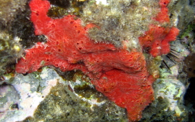 Pink and Red Encrusting Sponge - Spirastrella coccinea