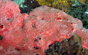 Pink and Red Encrusting Sponge - Spirastrella coccinea