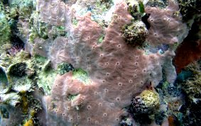 Pink Encrusting Sponge