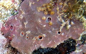 Encrusting Sponge