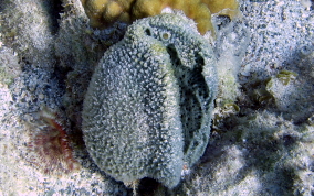 Pink Vase Sponge - Niphates digitalis