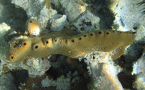 Pitted Tube Sponge - Smenospongia aurea