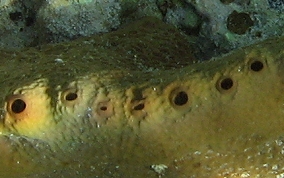 Pitted Tube Sponge - Smenospongia aurea