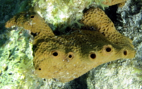 Pitted Tube Sponge - Smenospongia aurea