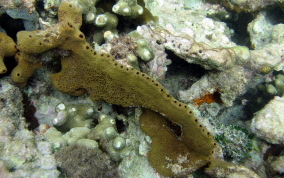 Pitted Tube Sponge - Smenospongia aurea