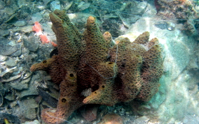 Pitted Tube Sponge