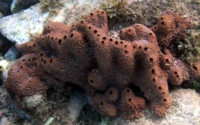 Pitted Tube Sponge - Smenospongia aurea