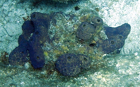 Lobed Tube Sponge - Aiolochroia crassa