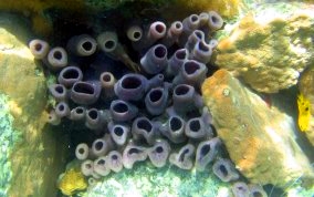 Tube Sponge